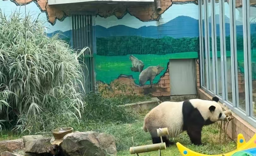 熊猫环守卫士半日营- 美彩国际