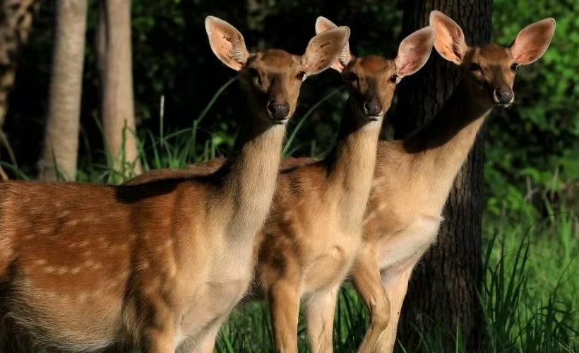 苏州美彩国际国家湿地公园儿童/老人/学生票（包括大熊猫科普馆+鹿岛庄园）- 美彩国际